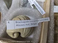 Replica art palaeontologie - afbeelding 24 van  42