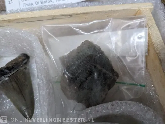 Replica art palaeontologie - afbeelding 25 van  42