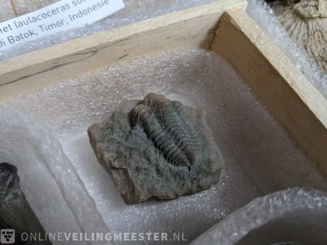 Replica art palaeontologie - afbeelding 26 van  42