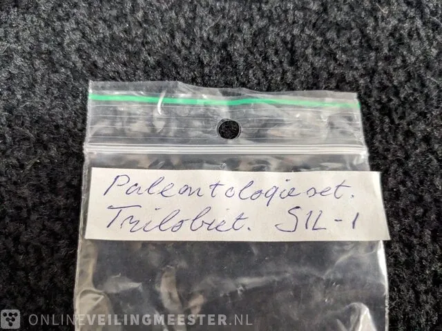 Replica art palaeontologie - afbeelding 27 van  42