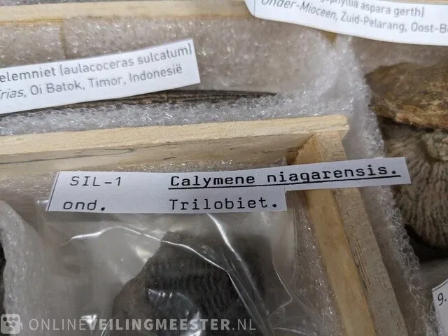 Replica art palaeontologie - afbeelding 28 van  42