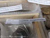 Replica art palaeontologie - afbeelding 28 van  42