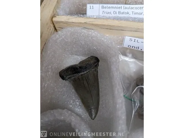 Replica art palaeontologie - afbeelding 29 van  42