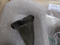 Replica art palaeontologie - afbeelding 29 van  42