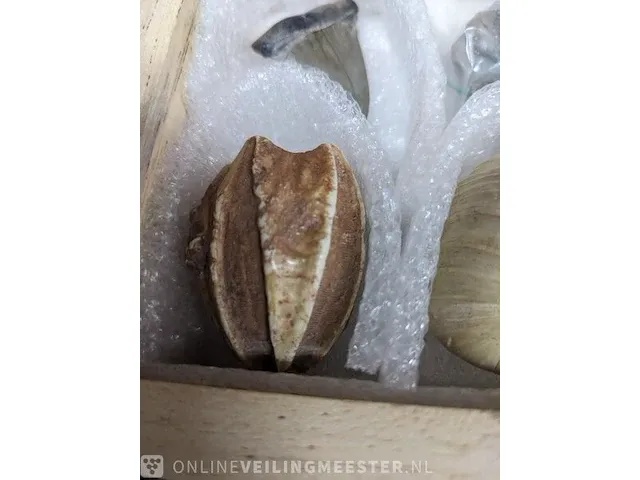 Replica art palaeontologie - afbeelding 30 van  42