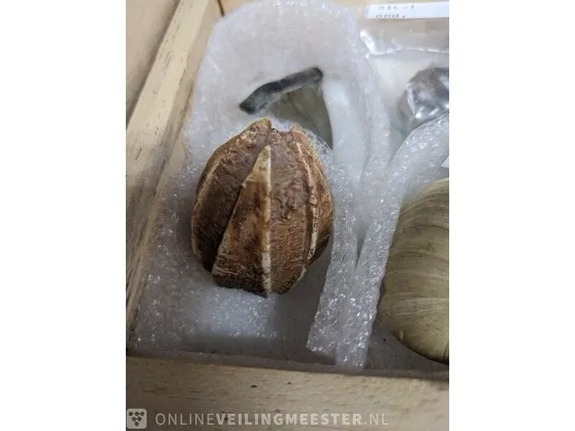 Replica art palaeontologie - afbeelding 31 van  42