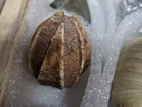 Replica art palaeontologie - afbeelding 31 van  42