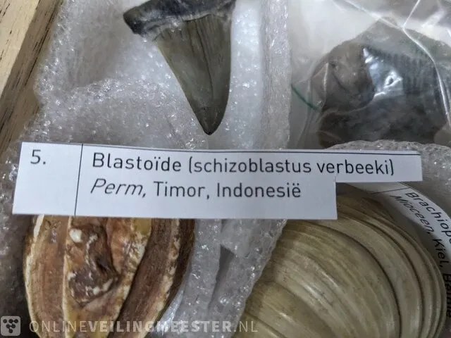 Replica art palaeontologie - afbeelding 32 van  42