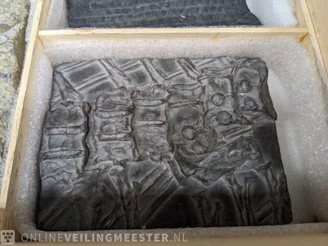 Replica art palaeontologie - afbeelding 23 van  42