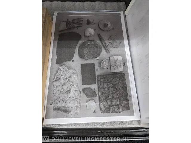 Replica art palaeontologie - afbeelding 35 van  42