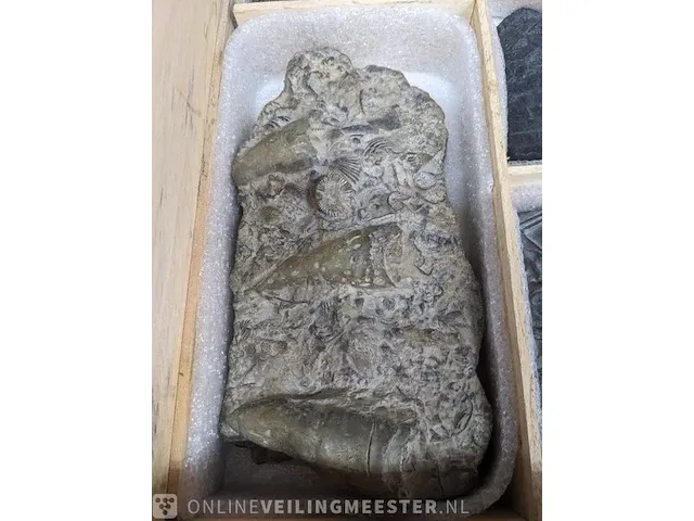 Replica art palaeontologie - afbeelding 34 van  42