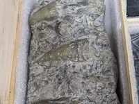 Replica art palaeontologie - afbeelding 34 van  42