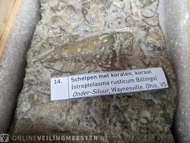 Replica art palaeontologie - afbeelding 38 van  42