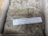 Replica art palaeontologie - afbeelding 38 van  42