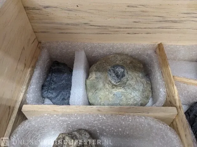 Replica art palaeontologie - afbeelding 39 van  42