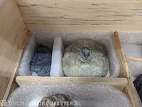 Replica art palaeontologie - afbeelding 39 van  42