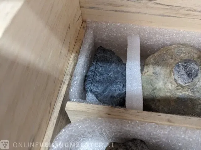 Replica art palaeontologie - afbeelding 40 van  42