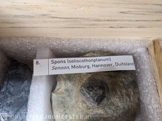 Replica art palaeontologie - afbeelding 41 van  42