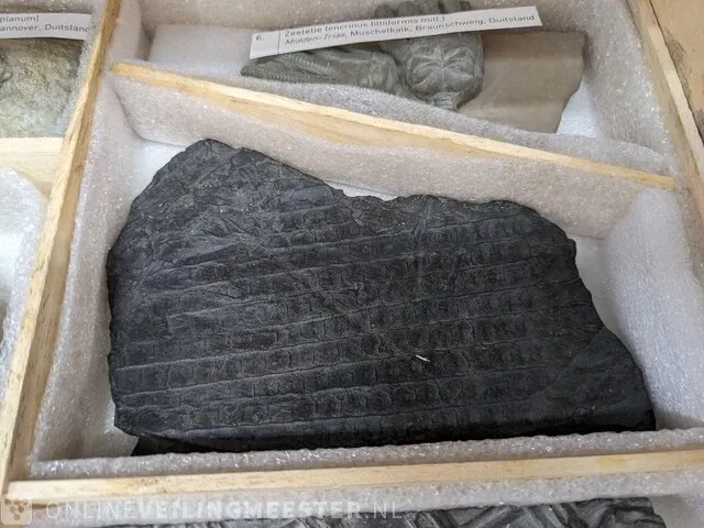 Replica art palaeontologie - afbeelding 42 van  42