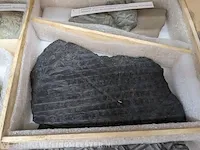 Replica art palaeontologie - afbeelding 42 van  42