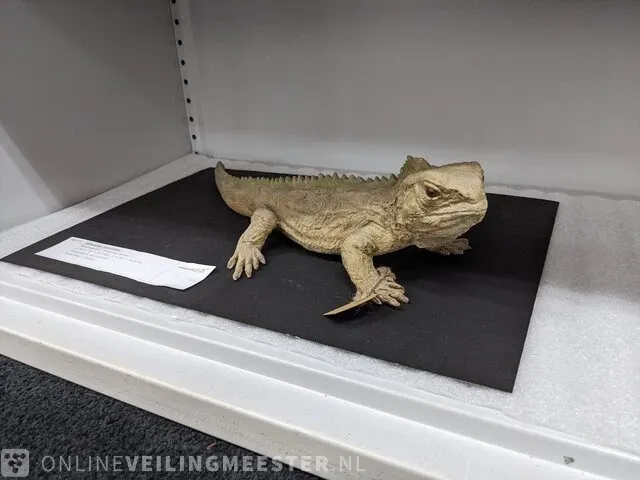 Replica art sphenodon puncatus - afbeelding 1 van  5