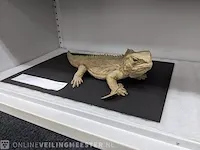 Replica art sphenodon puncatus - afbeelding 1 van  5