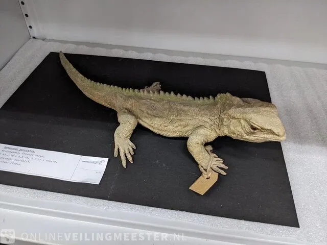 Replica art sphenodon puncatus - afbeelding 2 van  5
