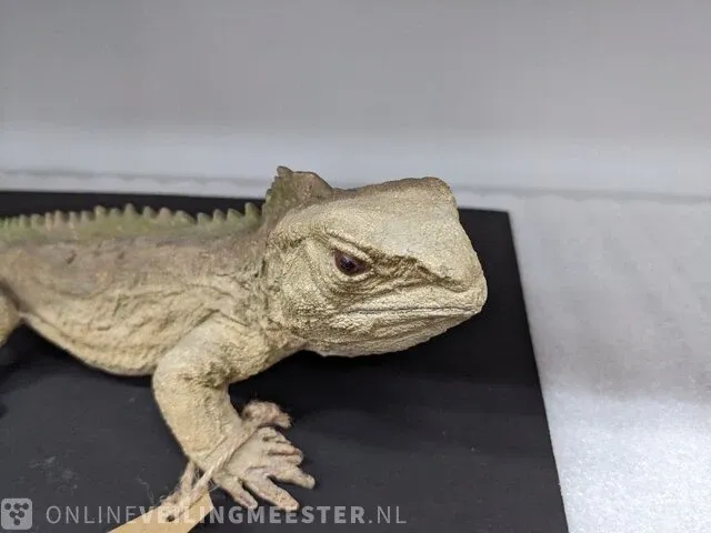 Replica art sphenodon puncatus - afbeelding 3 van  5