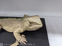 Replica art sphenodon puncatus - afbeelding 3 van  5