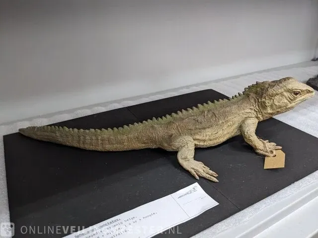 Replica art sphenodon puncatus - afbeelding 4 van  5