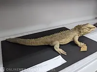 Replica art sphenodon puncatus - afbeelding 4 van  5