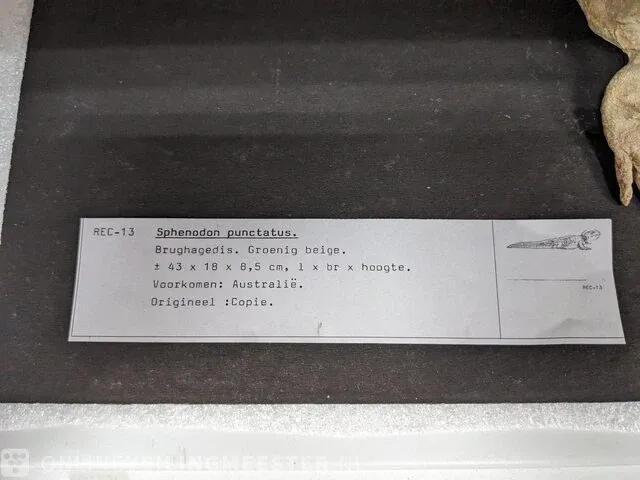 Replica art sphenodon puncatus - afbeelding 5 van  5