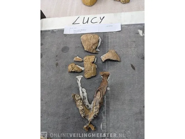 Replica evolutie van de mens skelet lucy 3.5 miljoen jaar - afbeelding 8 van  13
