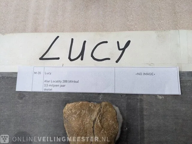 Replica evolutie van de mens skelet lucy 3.5 miljoen jaar - afbeelding 11 van  13
