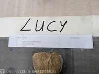 Replica evolutie van de mens skelet lucy 3.5 miljoen jaar - afbeelding 11 van  13