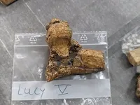 Replica evolutie van de mens skelet lucy 3.5 miljoen jaar - afbeelding 12 van  13