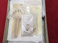 Replica evolutie van de mens skelet lucy 3.5 miljoen jaar - afbeelding 13 van  13