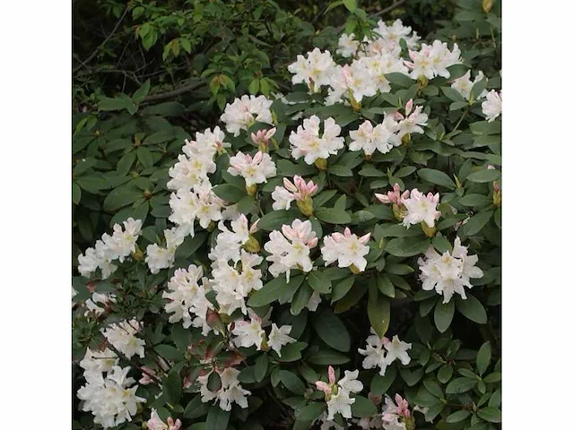Rhodo cunninghams white 60-80 cm - afbeelding 1 van  1