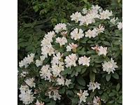 Rhodo cunninghams white 60-80 cm - afbeelding 1 van  1