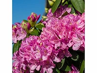 Rhodo roseum elegance 60-80 cm - afbeelding 1 van  2