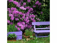 Rhodo roseum elegance 60-80 cm - afbeelding 2 van  2