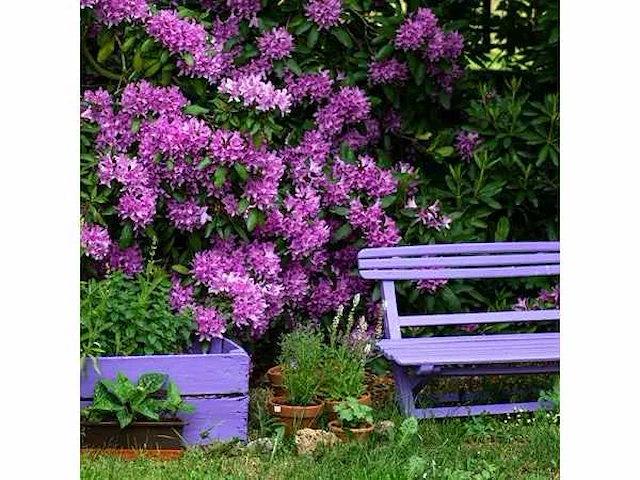 Rhodo roseum elegance 60-80 cm - afbeelding 2 van  2