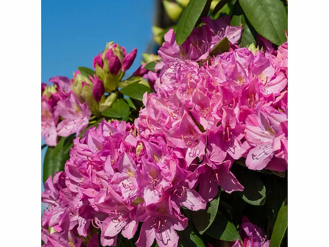 Rhodo roseum elegance 60-80 cm - afbeelding 1 van  2