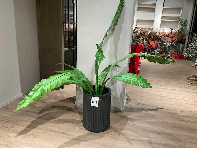 Rivièra maison kamerplant in pot - afbeelding 1 van  5