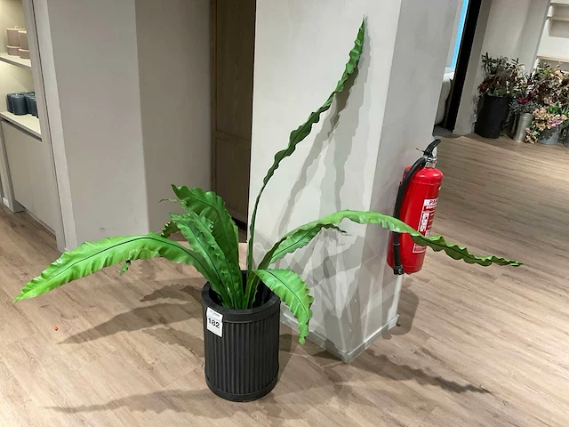 Rivièra maison kamerplant in pot - afbeelding 2 van  5