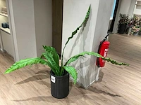 Rivièra maison kamerplant in pot - afbeelding 2 van  5