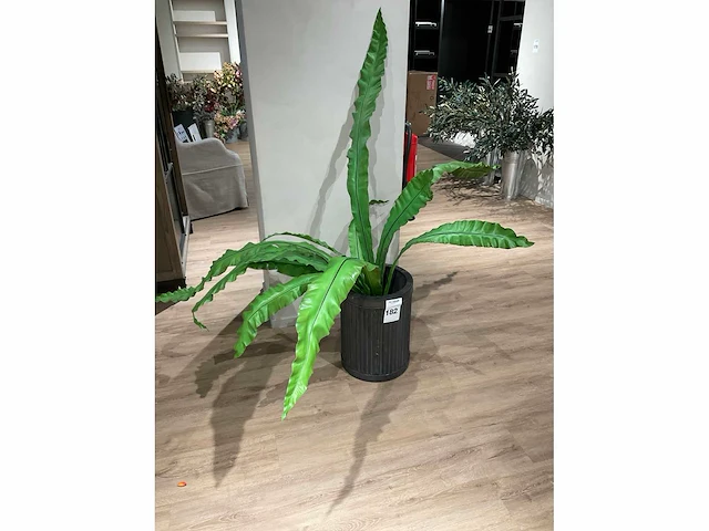 Rivièra maison kamerplant in pot - afbeelding 3 van  5