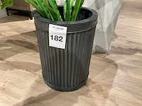 Rivièra maison kamerplant in pot - afbeelding 4 van  5
