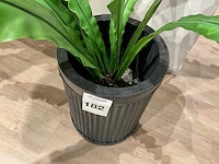 Rivièra maison kamerplant in pot - afbeelding 5 van  5