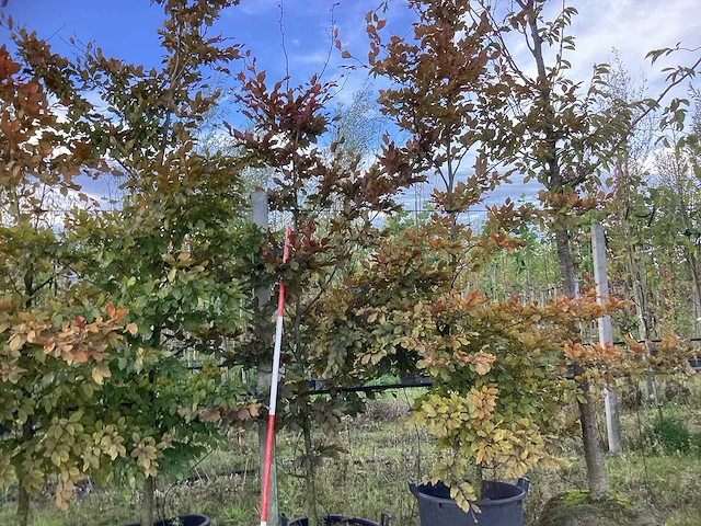 Rode beuk - laanboom (2x) - afbeelding 1 van  4